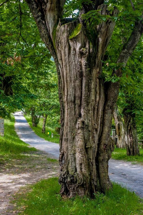 Grotto Zendralli Roveredo エクステリア 写真